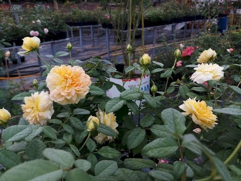 download lagu mp3 mp4 Molineux Rose, download lagu Molineux Rose gratis, unduh video klip Molineux Rose