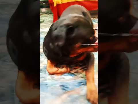 #rottweiler #pets #dog #like #subscribe #trending #viral #youtube #shorts