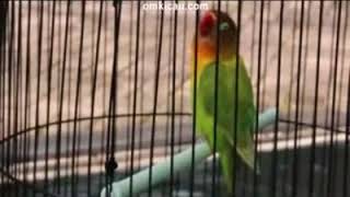 Download lagu Video  lovebird Kusumo  Ngekek panjang mp3