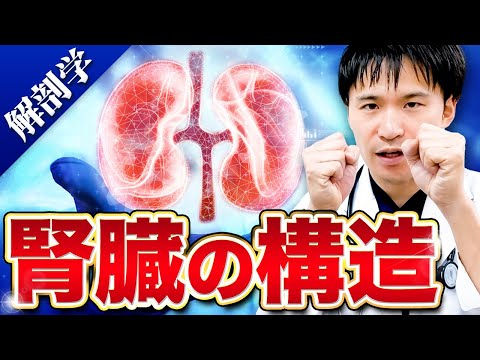 医学科 【進級試験CBT対策】動画を見るだけ!!腎臓をカンタンに暗記できる裏技を詰め込みました。【医学部解剖学】