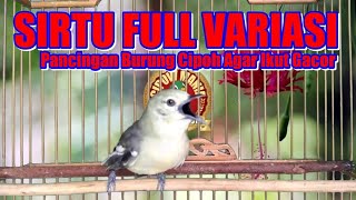 Download lagu Sirtu Gacor Full Variasi, Pancingan Burung Cipoh Agar Ikut Gacor mp3 Download lagu Sirtu Gacor Full Variasi, Pancingan Burung Cipoh Agar Ikut Gacor mp3