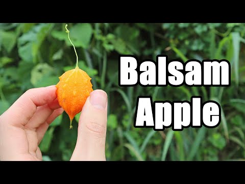 BALSAM APPLE : Little Orange Fruit Full of Blood Red Pulp - Weird Fruit Explorer Ep 403