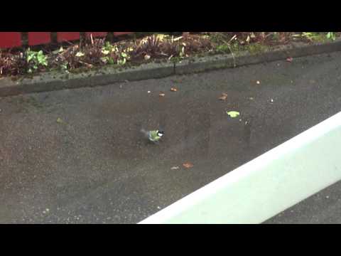 Fågelbad i vattenpöl