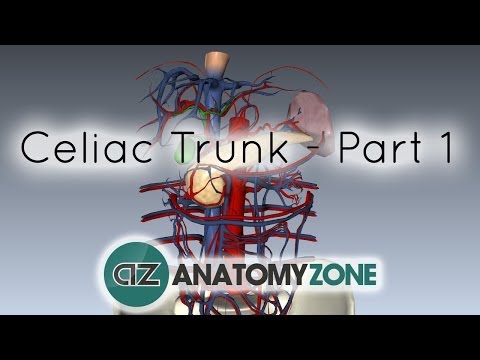Celiac Artery/Trunk - Part 1 - Anatomy Tutorial