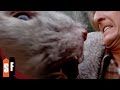 The Food Of The Gods 1 1 GIant Rat Attack HD