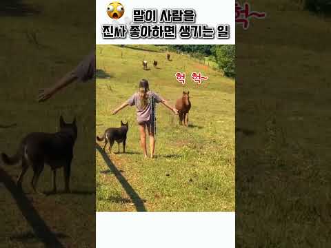말이 사람을 좋아하면 벌어지는일
