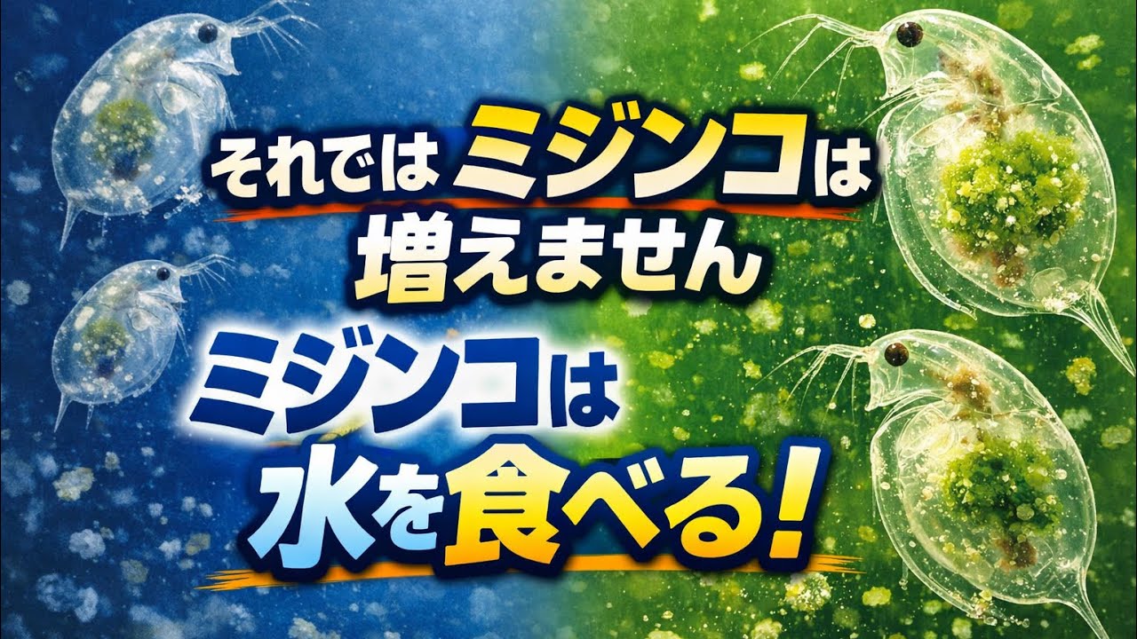 ミジンコ培養の本質！餌じゃなくて水を作ろう！【メダカ】