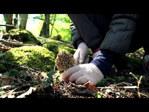 A fond sur le champignon