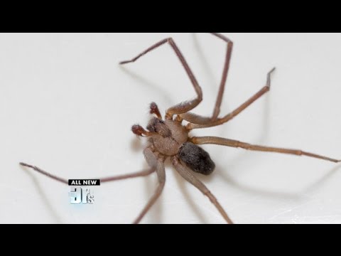 Ask the Dermatologist: The Truth about Spider Bites