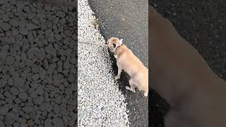 Video preview image #1 Cocker Spaniel Puppy For Sale in Benton, LA, USA