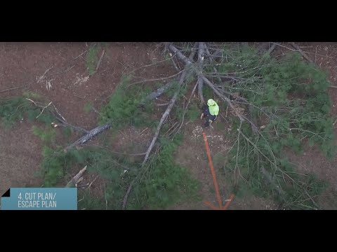 Chainsaw Safety and Storm Damaged Tree Cleanup