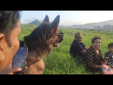 German Shepherd Funny Moment | #shorts