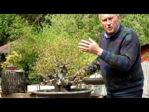 INTERNATIONAL BONSAI ACADEMY with Walter Pall - Episode XIV - Little fat deciduous tree