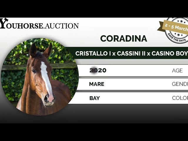 Coradina under the saddle
