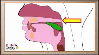 WCLN - The Pharynx and the Esophagus - Biology