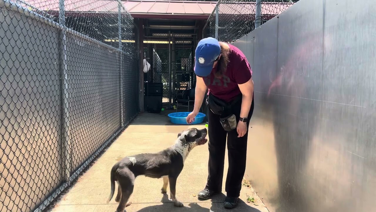 Bayalage, a ADOPTABLE Pit Bull Terrier in Chicago, IL video 5/5