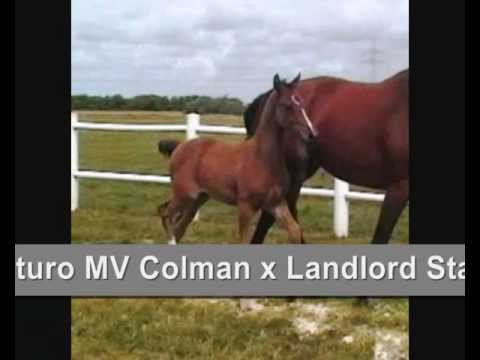 Holsteiner Stutfohlen *2012 v. Canturo MV Colman x Landlord Stamm 3317