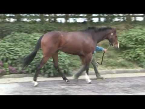 Lot 174 (DBS) - Tagula colt