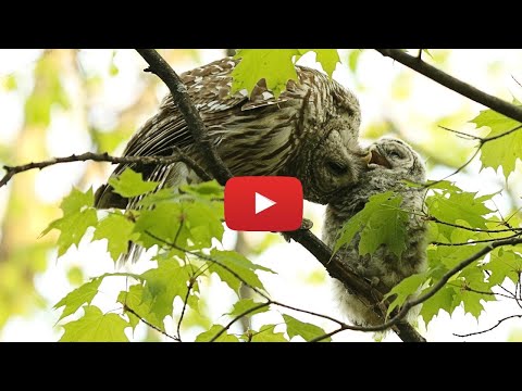 Mother barred owl loves her baby