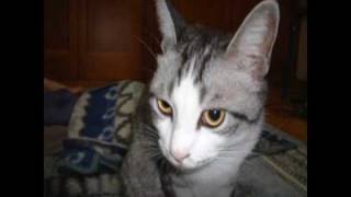 Nanci Griffith/ Gulf Coast Highway