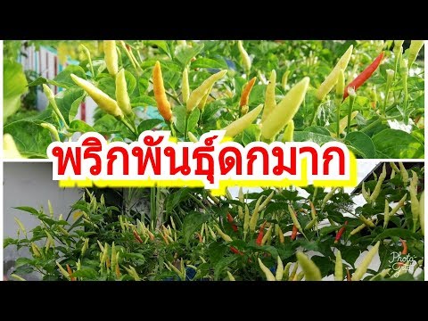 Barnaul วางค้อนของ ธ อร์ ที่จะซื้อ Exciter สำหรับผู้ชาย
