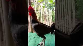 Download lagu #story #storywa #ayambangkok mp3