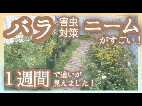 園芸 ハーブストのイレジン