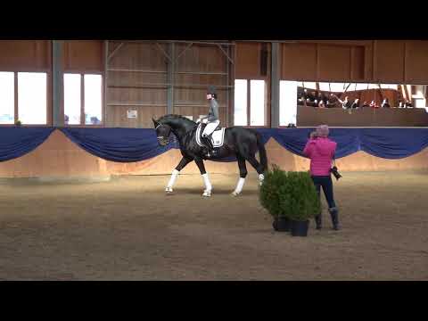 Prämienhengst Flashback auf der Burghof Hengstschau 2020