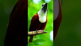 Download lagu 4 suara burung aneh mp3