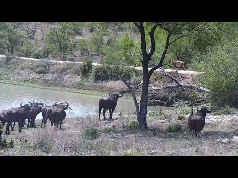 Djuma: Lion and Buffalos-Dark Mane Avoca chased from his resting spot by Buffalo - 10:31 - 11/04/21