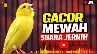 Download lagu SUARA Kenari GACOR PANJANG ISIAN TERBAIK | Pancingan masteran Kenari PAUD & MACET Agar Nyaut Gacor mp3