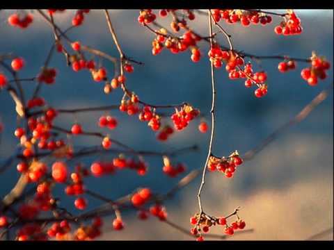 Orla Feeney-Bittersweet (Original Mix)