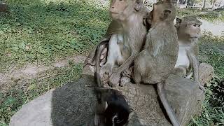 VID20241224091816 mokney moment 12