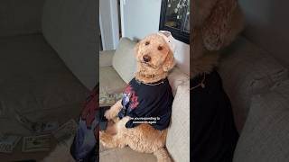 It’s like we barely talk anymore .. #dog #goldendoodle