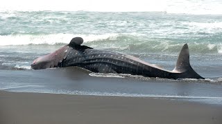 Gazans ‘horrifically’ kill rare whale shark dragged from ocean