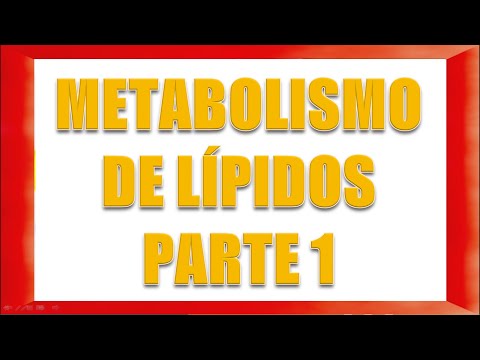 METABOLISMO DE LÍPIDOS PARTE 1