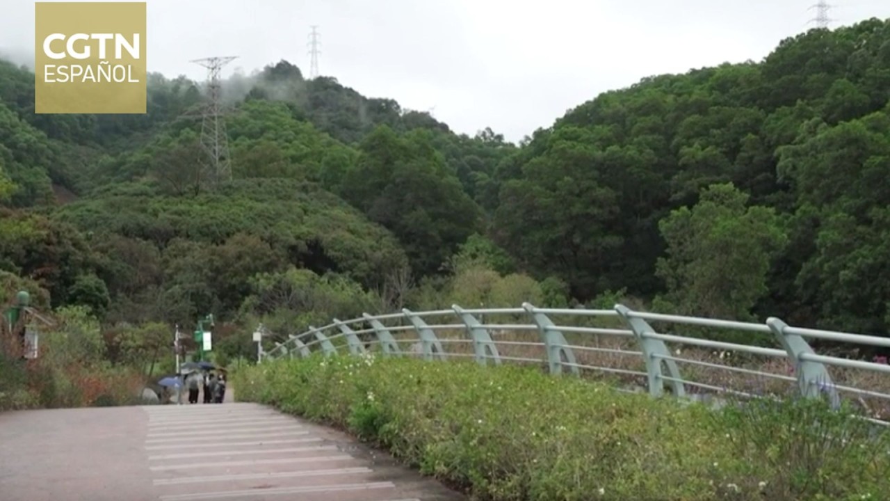 El puente para animales de Shenzhen simboliza la conexión entre la naturaleza y el desarrollo