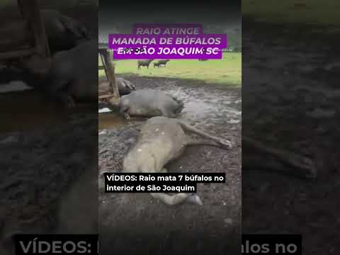 Tragédia no Campo: Raio mata 7 búfalos em São Joaquim