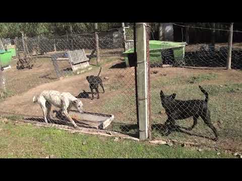 Marcos Juárez: Estado de situación del programa de castraciones