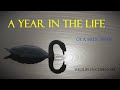 The Circle Of Life A Mute Swan Diary 2022 Our Wildlife Documentary