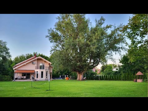 Info - Borba Nišlijke za spas drveta (TV KCN 03.02.2026)