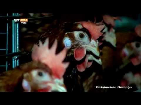 Bakkaldı, Yumurta Fabrikası Sahibi Oldu - Girişimcinin Günlüğü - TRT Avaz