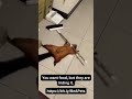 The Flying Squirrel