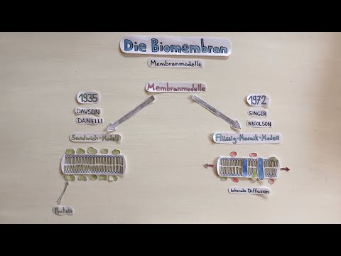 Die Biomembran (III) - Membranmodelle