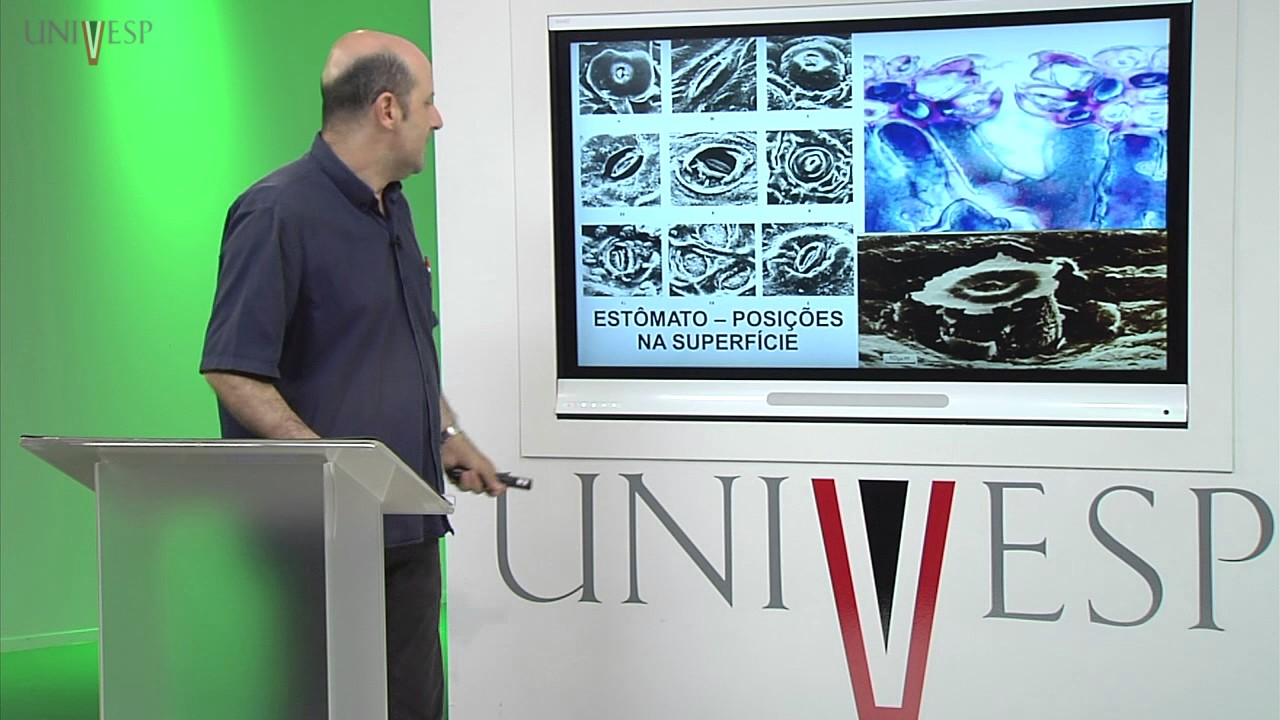 Morfologia Vegetal - Aula 07 - Epiderme - Revestimento Primário