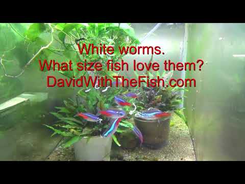 White Worms What size fish? Which fish love white worms?