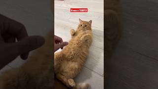 How my cat asks for a tummy rub #cat