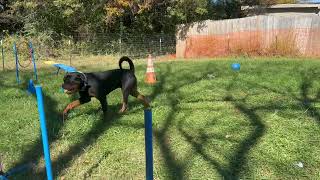 Video preview image #1 Rottweiler Puppy For Sale in Mooresville, NC, USA
