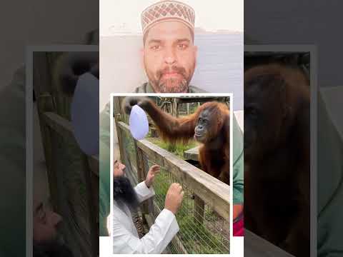 चिंपांजी बंदर ने अल्लाह हू अकबर का नारा लगाए