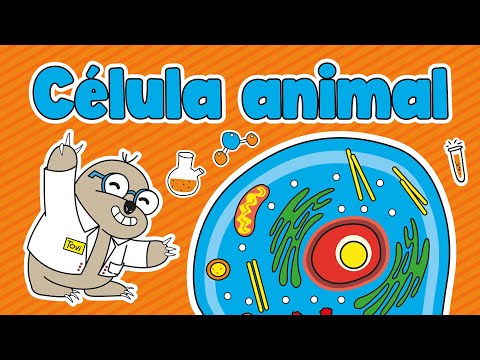- Partes de la célula animal - Partes de la célula animal